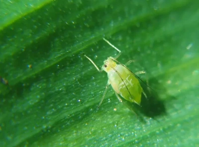 DARPA Is Making Insects That Can Deliver Bioweapons, Scientists Claim