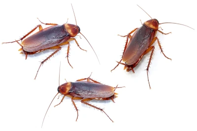 EXPOSED: Globalists Want Everyone Eating Crickets Because Exoskeletons Contain CHITIN that Parasites, Pathogens Use for Protection when INFECTING Humans, Animals