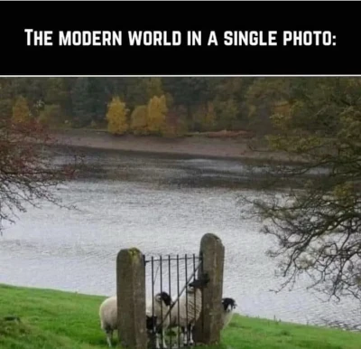 Sheep "trapped" within the gate.