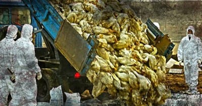 REPORT: Bird Flu Fear Weakens World Food Supply - Watch