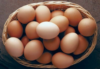 The War on Chickens