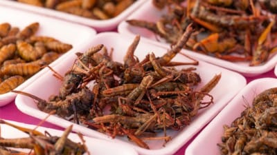 The Great Reset at Work: The Dystopian Transformation of the Food Industry