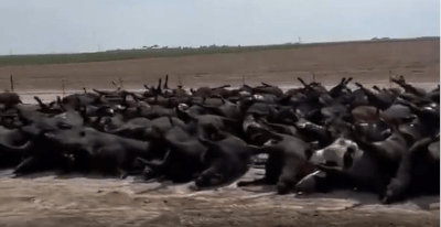 3000 Kansas Cattle Dead In 1 Hour / 10,000 Dead In Last Week / Heat? Poison? A New 5G Wave? - Watch