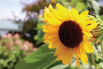 What is Heliotropism?