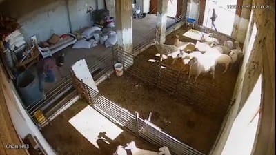 18+ Jewish Settlers filmed torturing lambs in a Palestinian-owned pen in the West Bank - Watch