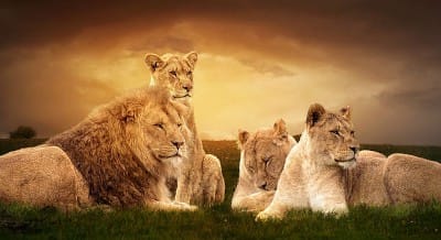 Lions by Five Times August