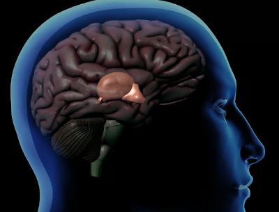 'The Pineal Gland Completely Destroyed': Researcher Explains Why mRNA Vaccinated Experience 'Personality Changes'