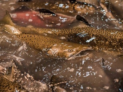 More Than 800,000 Baby Salmon Die After Being Released into California River