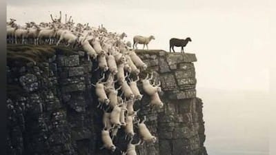 Sheeple off cliff