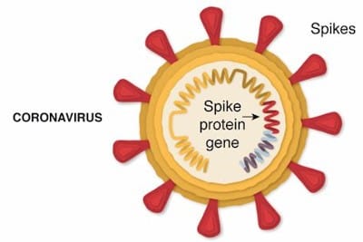 Antidote for Spike Protein