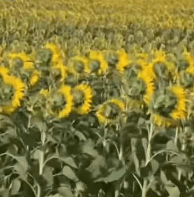 Sunflowers facing away from the sun? - Watch