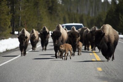 'Yellowstone is Shaking! (WHAT-S GOING ON-!)' - Watch